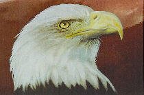 Profil d'aigle peint sur un réservoir de moto.